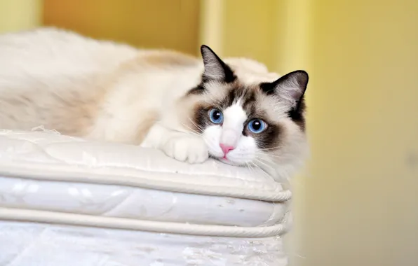 Кошка, кот, взгляд, голубые глаза, рэгдолл