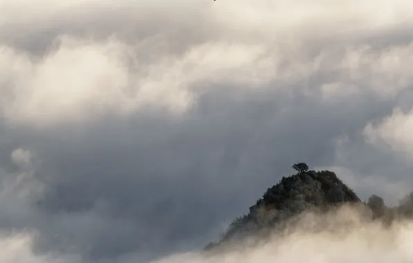 Облака, природа, туман, дерево, скалы