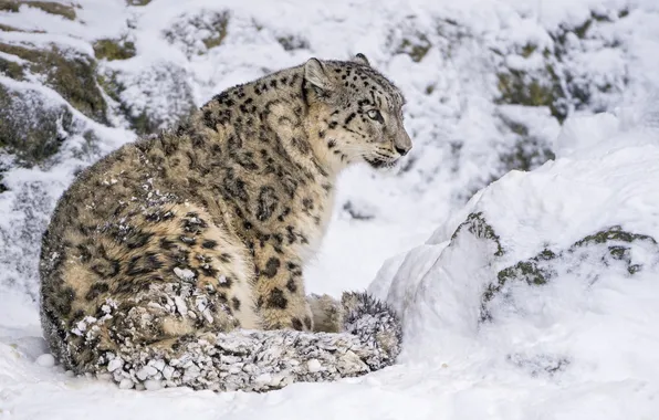 Картинка снег, хищник, ирбис, снежный барс, сидит, дикая кошка, снежный леопард