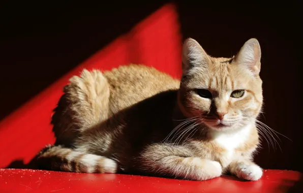 Картинка кот, тень, cat, кошка. рыжий