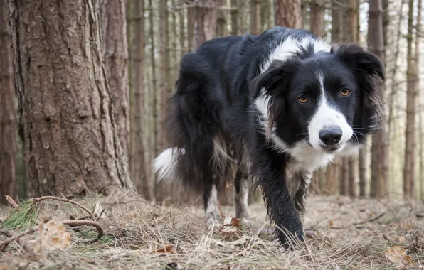 Картинка друг, собака, Collie