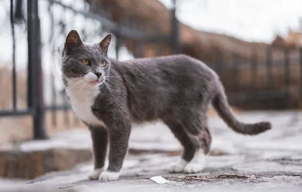 Кошка, кот, улица