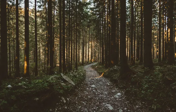 Дорога, лес, деревья, природа