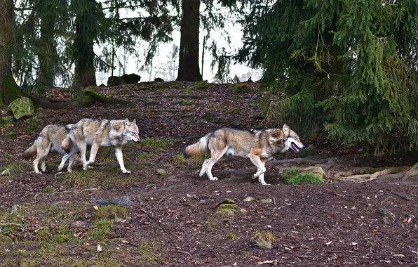 Nature, snow, predator, face, animal, wolf, wolves, wildlife