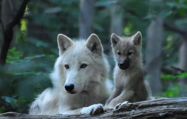 Nature, snow, predator, face, animal, wolf, wildlife, portrait