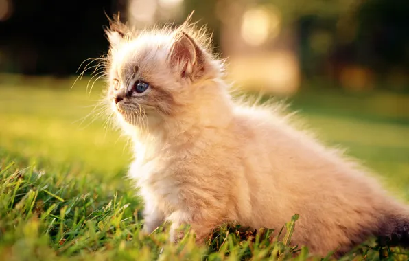 Кошка, белый, трава, кот, макро, котенок, cat