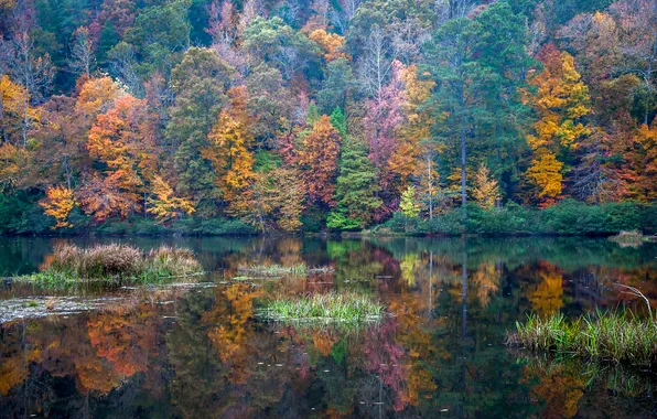 Картинка осень, лес, деревья, озеро, отражение, США, Алабама, Грейсон Вэлли