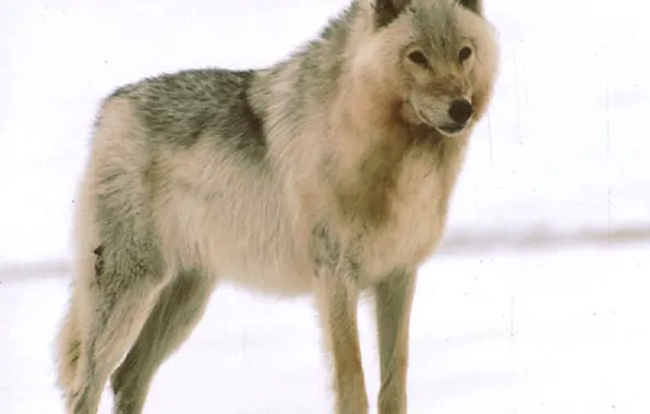 Картинка nature, predator, animal, wolf, wildlife, portrait, Handsome, portrait.