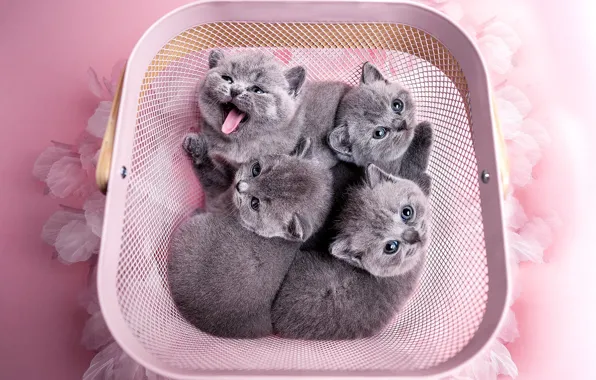 Язык, взгляд, кошки, поза, котенок, котята, малыши, серые