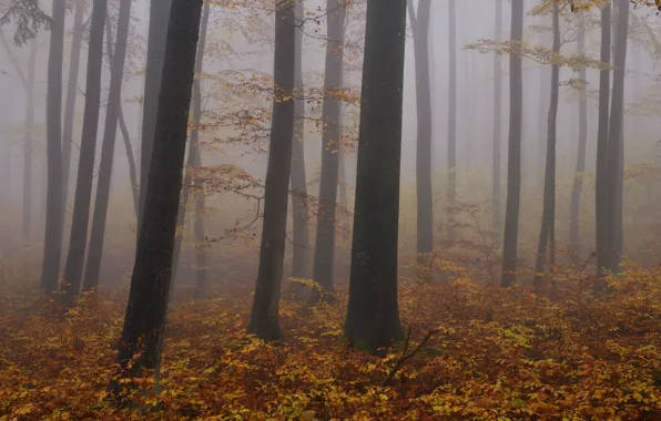 Осень, лес, деревья, природа, туман, Niklas Hamisch