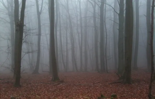 Осень, лес, деревья, природа, туман