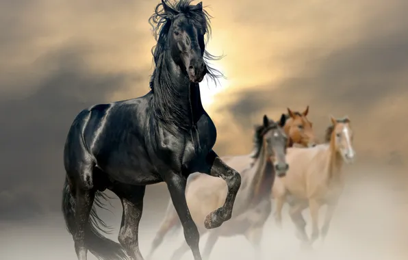 Картинка солнце, конь, лошадь, пыль