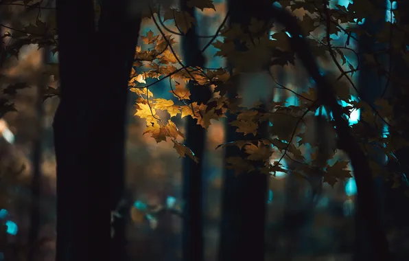 Лес, свет, дерево