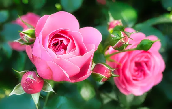 Розы, бутоны, кусты
