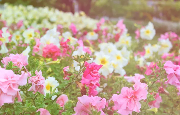 Цветы, парк, сад