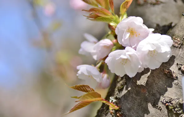Вишня, дерево, весна, сакура