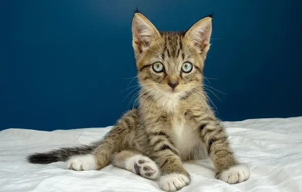 Кошка, взгляд, поза, котенок, постель, мордашка, сидит, синий фон