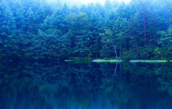 Картинка лес, вода, деревья, озеро, синева