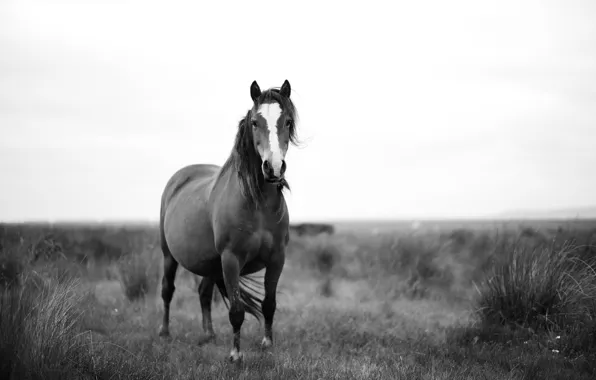 Картинка поле, ветер, лошадь