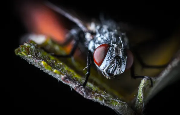 Макро, Муха, Глаза, Насекомое, Macro, Fly, Insect, Лапы