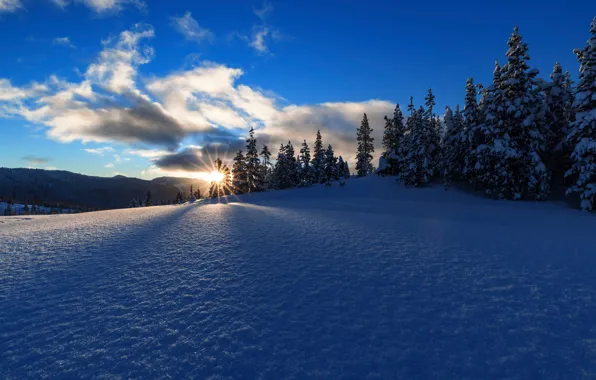 Зима, лес, снег, восход, рассвет, утро, ели, Орегон