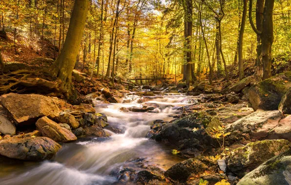 Осень, пейзаж, природа, река, поток