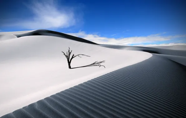Картинка песок, лето, небо, пустыня, деревцо