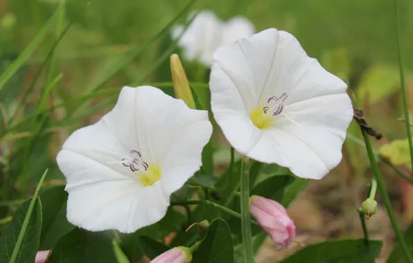 White, flower, two