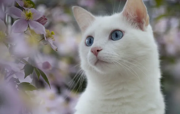 Белый, глаза, кот, цветы, природа, растения, голубые