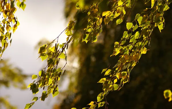 Осень, листья, ветки, Макро, береза