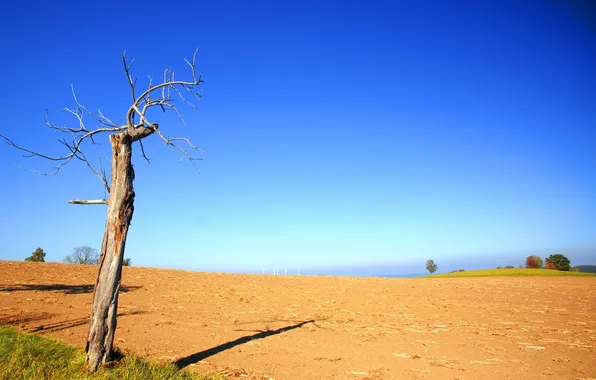 Поле, солнце, деревья, природа