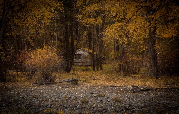 Lost, forest, trees, autumn, leaves, autumn colors, fall, foliage