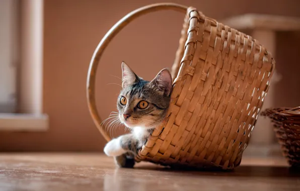 Кошка, кот, взгляд, уют, дом, серый, фон, стена