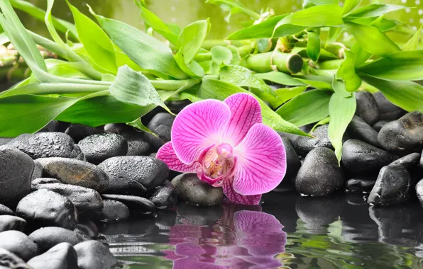 Цветок, вода, отражение, камни, бамбук, орхидея, черные, orchid