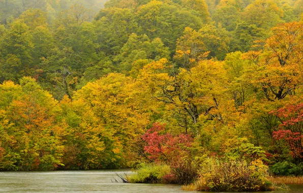 Осень, лес, деревья, река