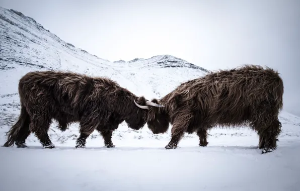 Fight, scotland, beef