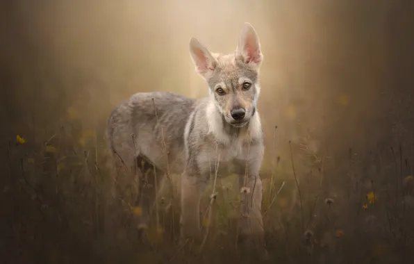 Картинка трава, взгляд, собака, щенок, боке, Чехословацкий влчак, Чехословацкая волчья собака