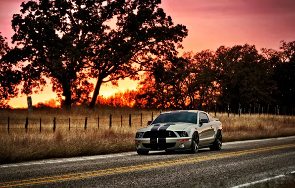Картинка солнце, закат, дерево, Mustang, Ford, Shelby, GT500, мустанг