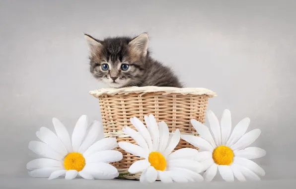 Цветы, Ромашки, Котёнок