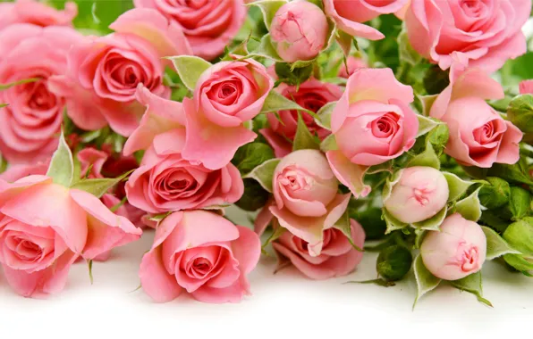 Картинка розы, pink, flowers, roses