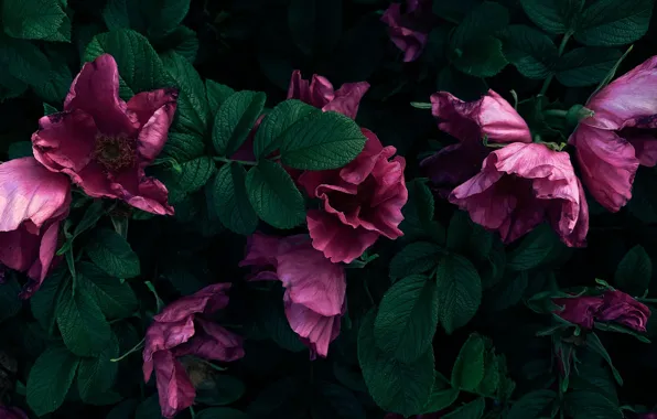Листья, цветы, ветки, куст, шиповник, розовые, цветение, увядание