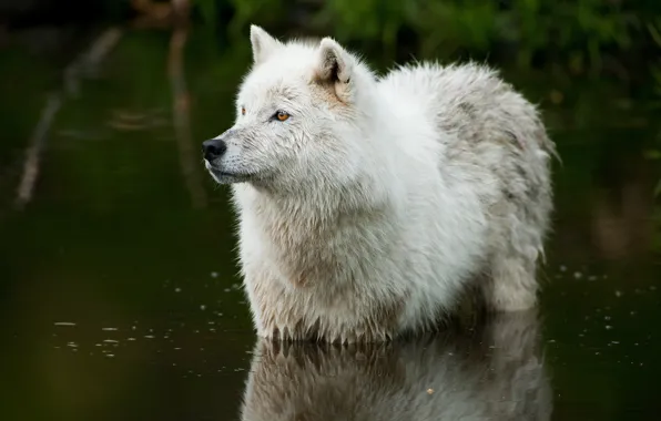 Картинка природа, река, волк