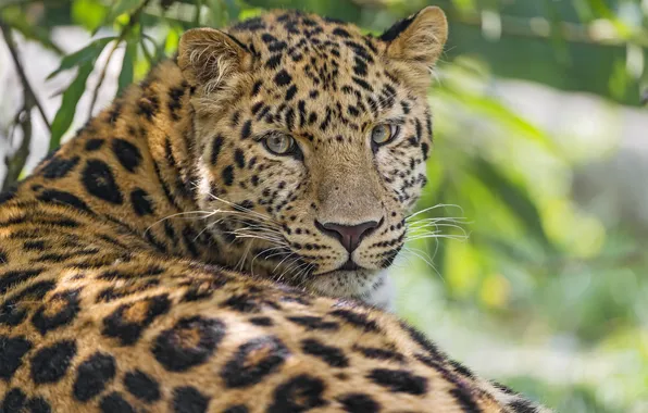 Кошка, леопард, амурский, ©Tambako The Jaguar