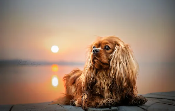 Картинка солнце, закат, природа, животное, собака, пёс, Екатерина Кикоть
