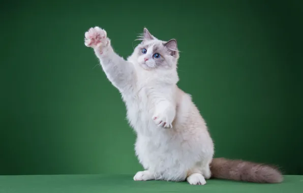 Кошка, белый, кот, взгляд, поза, котенок, лапа, мордочка
