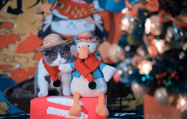 Кошка, взгляд, поза, котенок, коробка, птица, игрушка, котик
