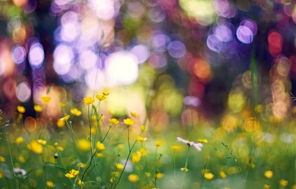 Картинка трава, макро, цветы, блики, жёлтые, боке