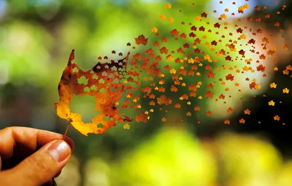 Картинка осень, листья, фон, ветер, widescreen, обои, настроения, рука