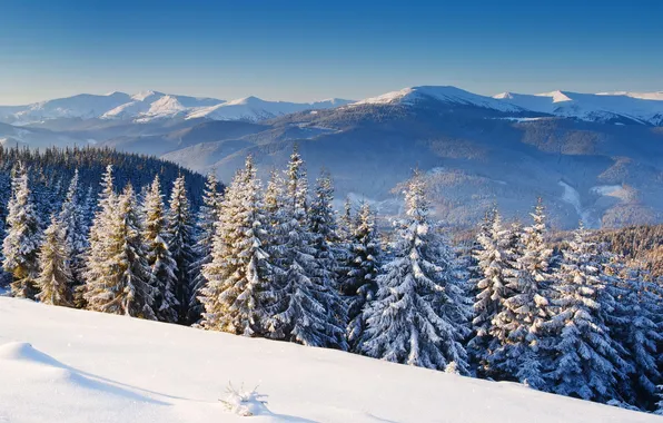 Картинка зима, снег, пейзаж, горы, природа, фото, ель
