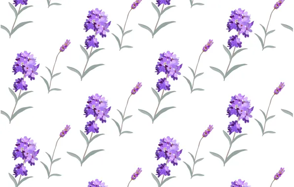 Белый, цветы, фон, текстура, background, pattern, лаванда, Lavender